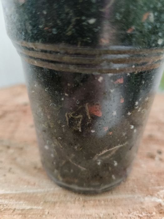 Епіпремнум Sebi blue,Дріміопсіс Kirkii,Калатея Лубберса.