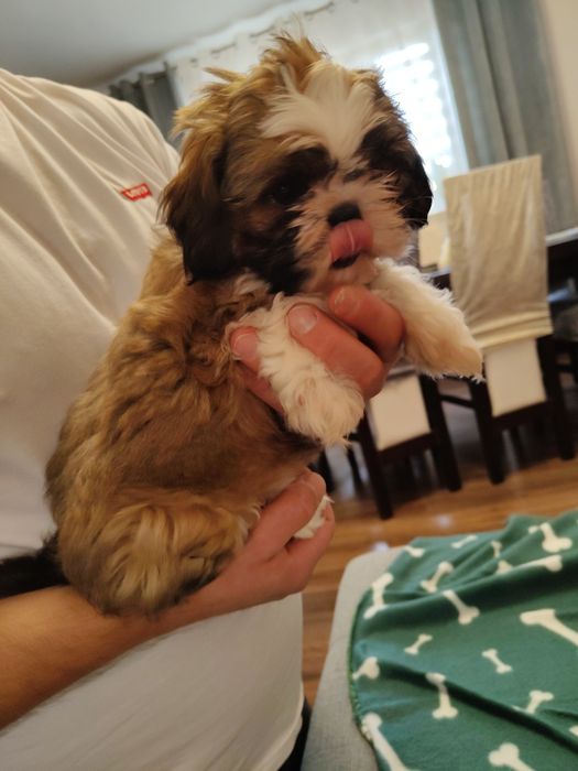 Śliczna Suczka Shih Tzu z rodowodem