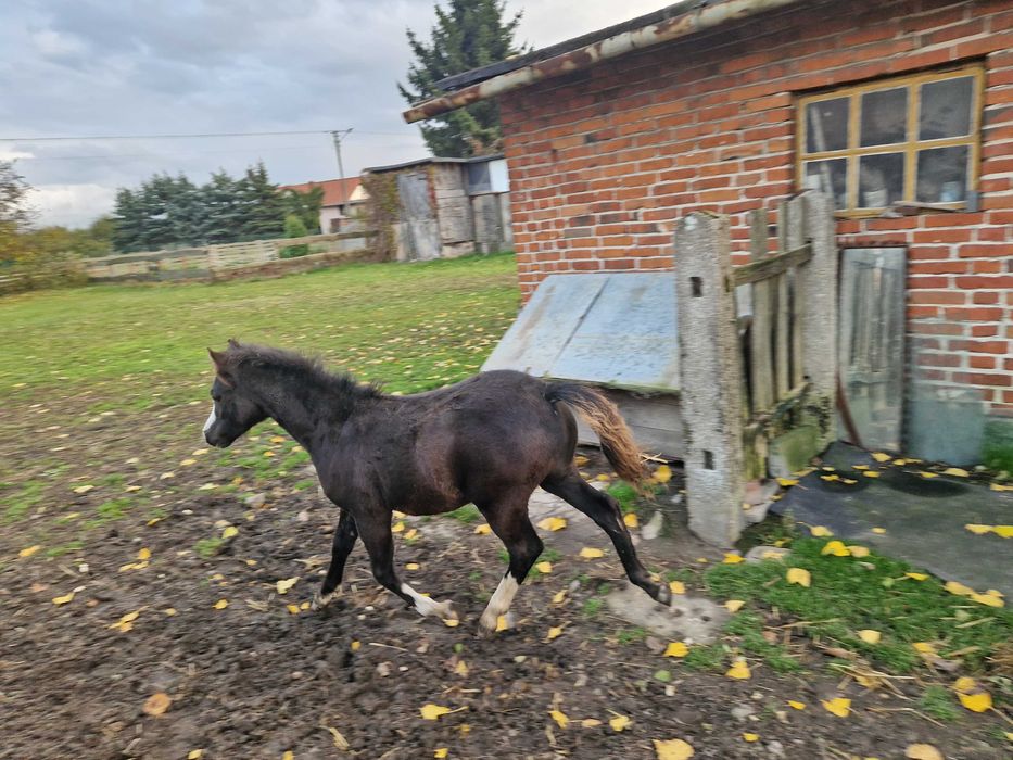 Ogierek kuc walijski PL PLUTON