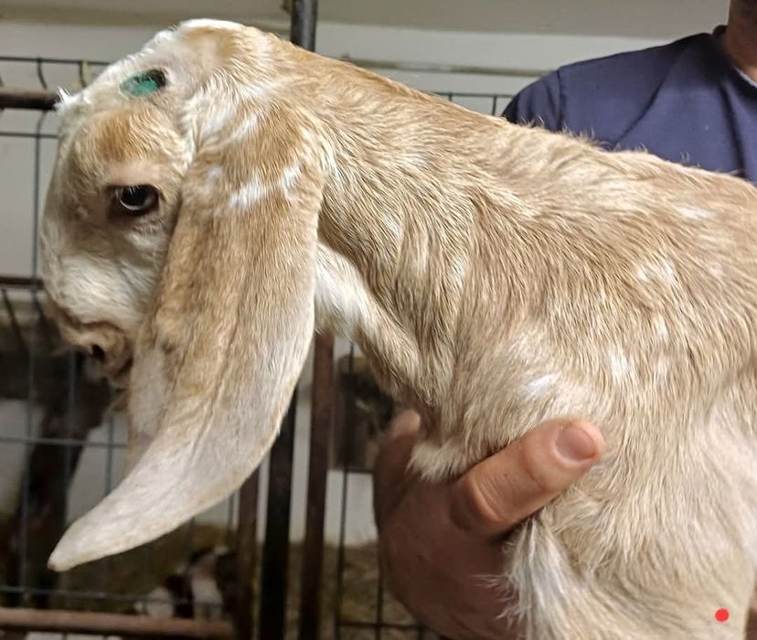 Kozioł anglonubijski państwowy rodowód Polskiego Związku Owczarskiego