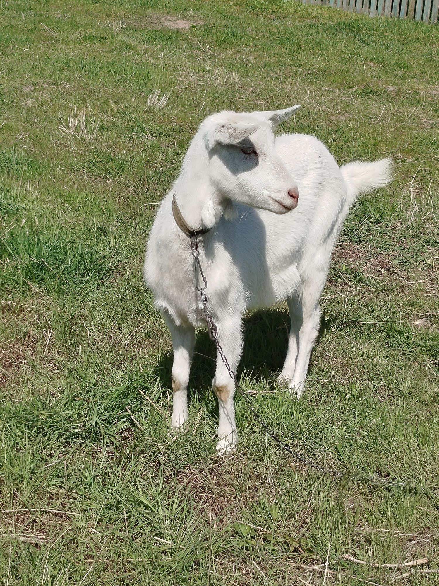 Коза Кізка річна