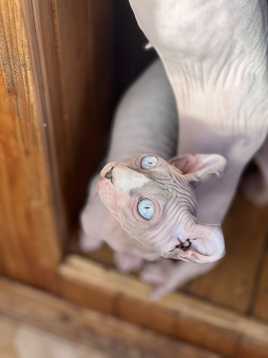 Хлопчики породи Сфінкс, Ельф