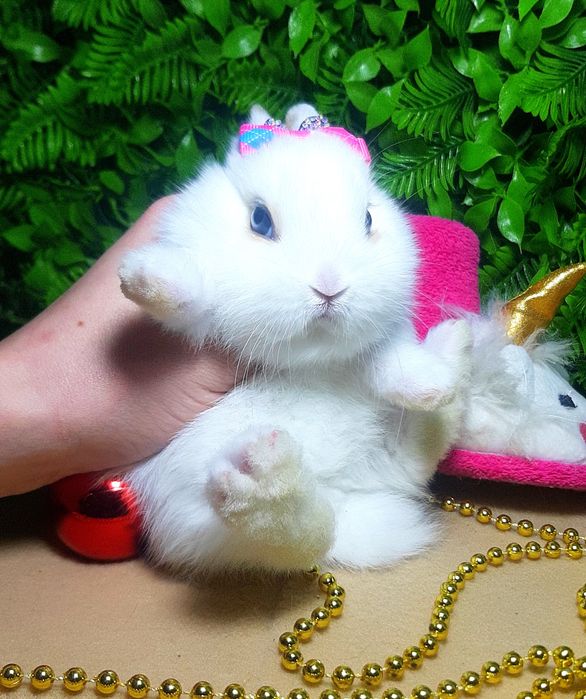 Карликовый мини кролик,міні кролики,кроленята,крольчата,карликові