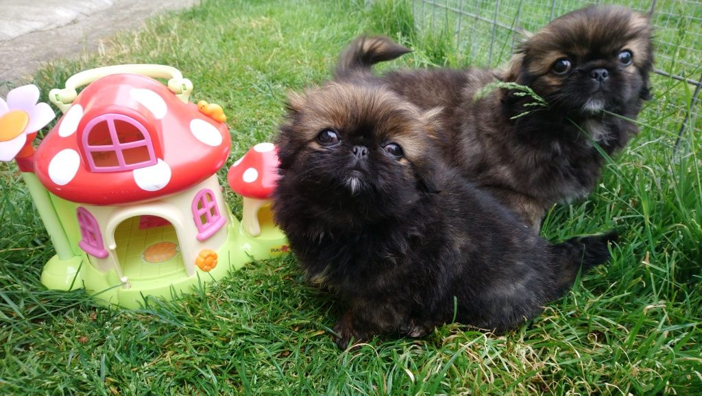 Pekińczyk Szczeniak  Nie Shih Tzu