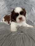 Przepiękny biało czekoladowy piesek Shih-Tzu