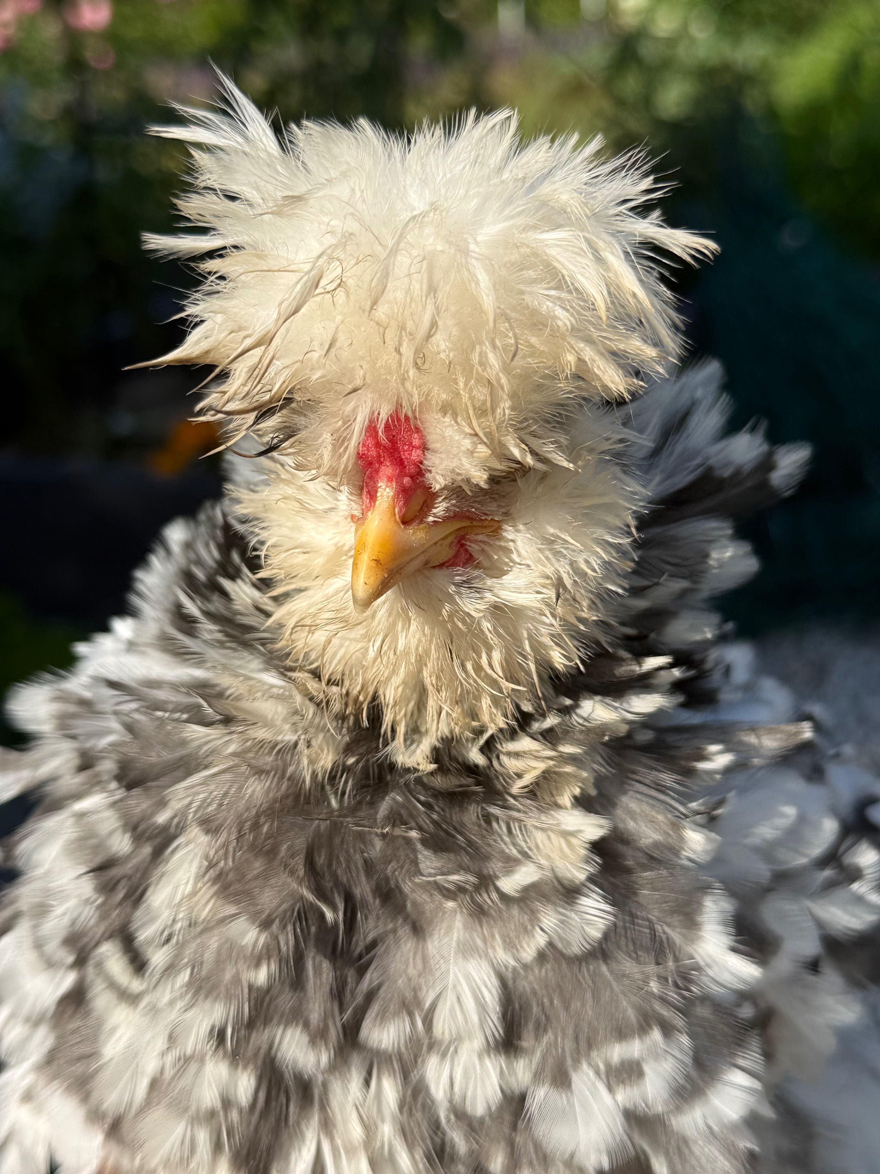 Silka, mottled, kogut