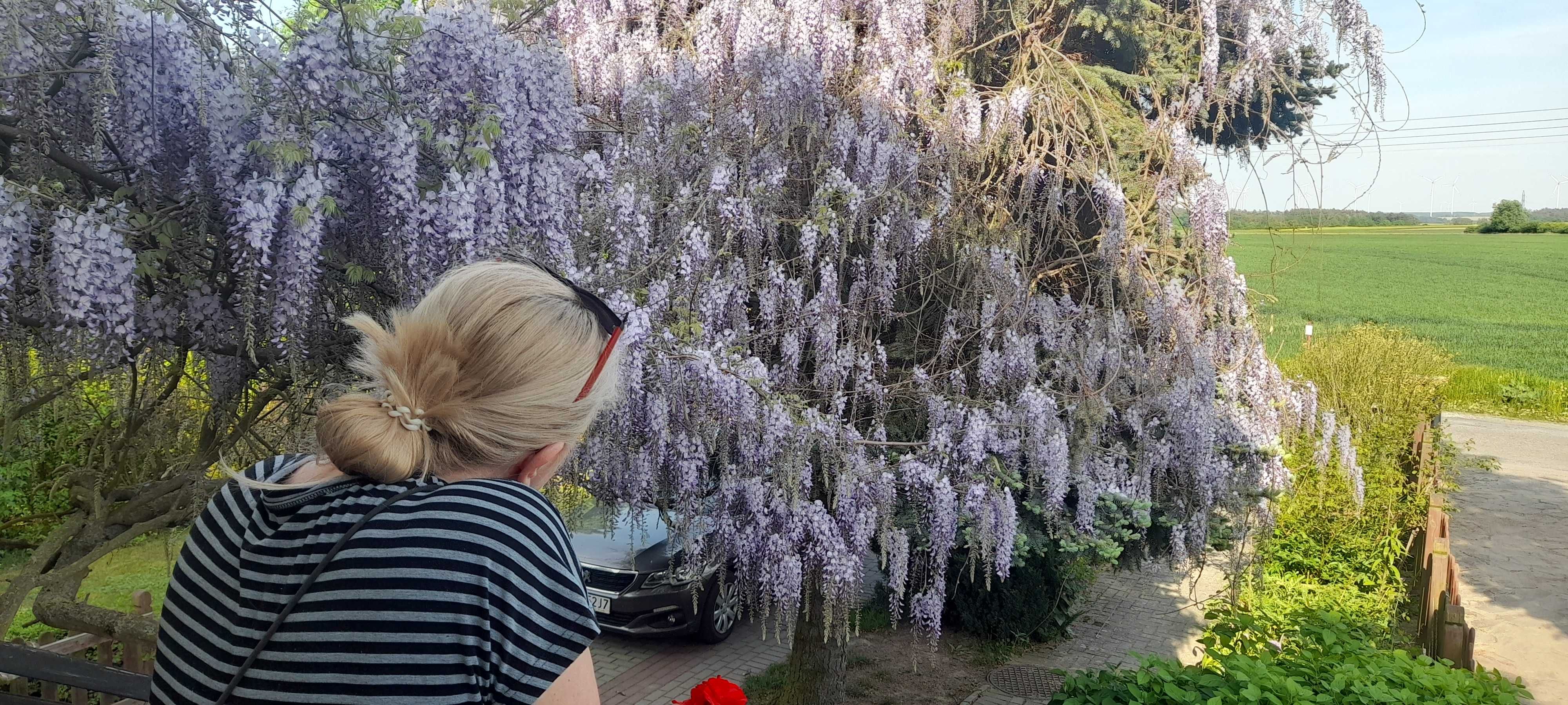 Wisteria Glicynia nasiona piekne pnącze kolor fioletowy