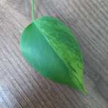 Monstera Marmorata Yellow Aurea