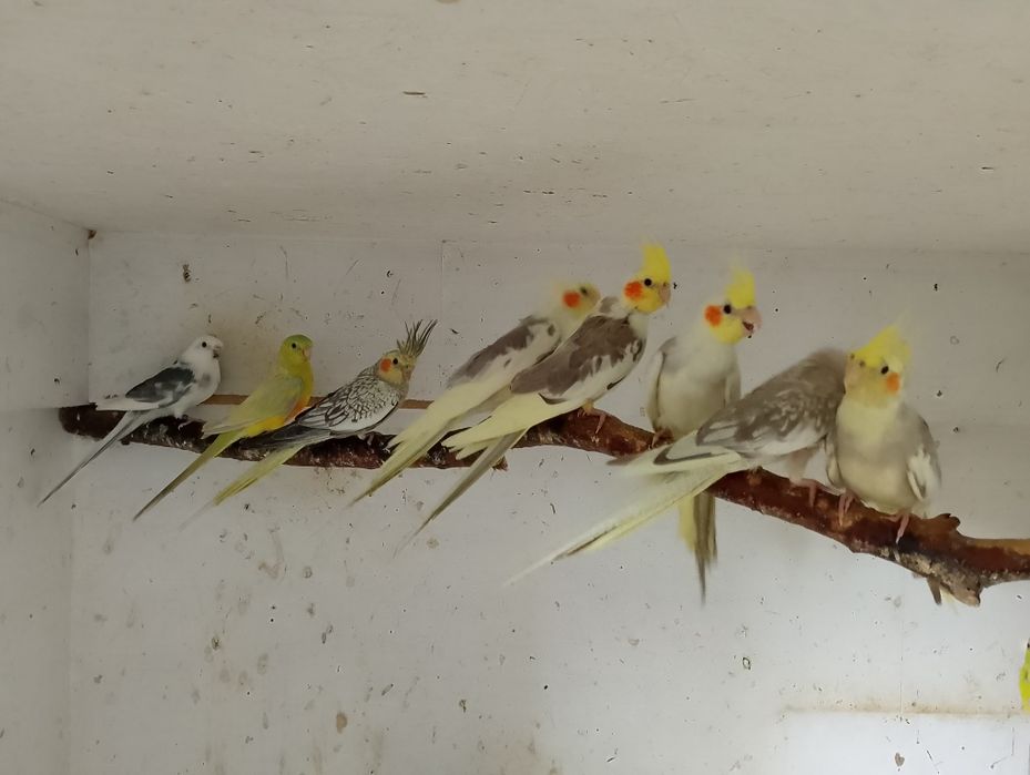 Sprzedam Papugi Nimfy