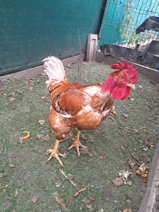 Sprzedam koguta gołoszyjke