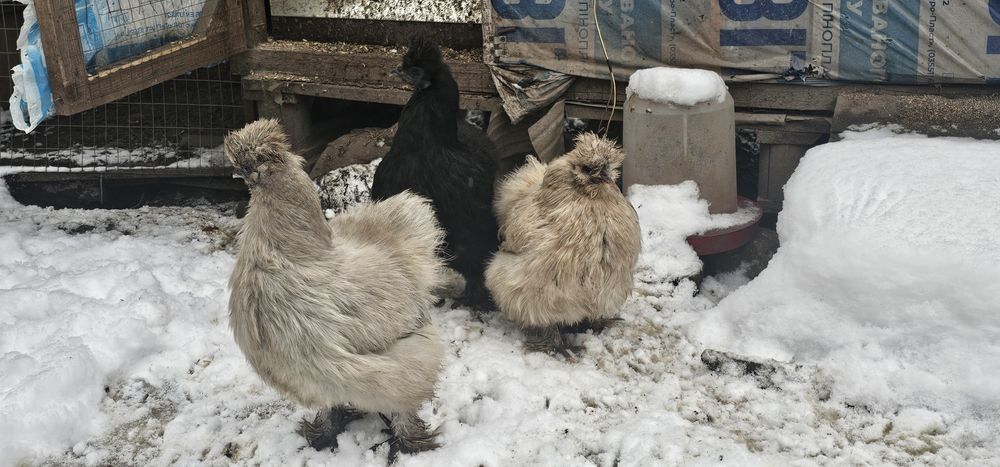 Інкубаційне яйце Китайська Шовкова, Silkies, Пухова курей