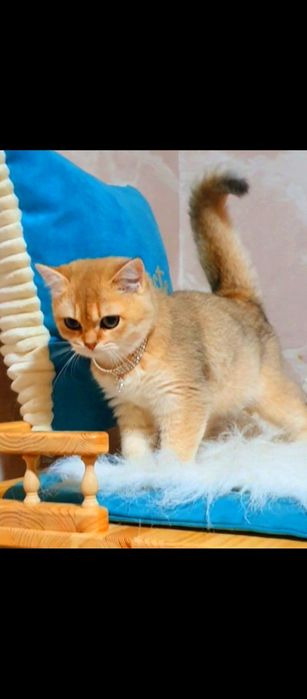 Золота британска шиншила