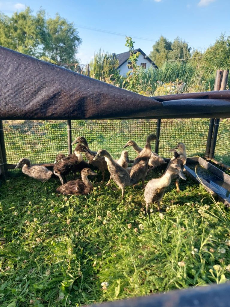 Kaczki biegusy 7 tyg.