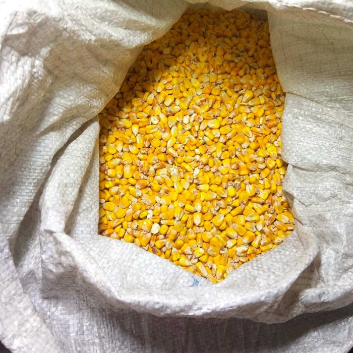 продам ячмінь, пшеницю, кукурудзу цьогорічного врожаю