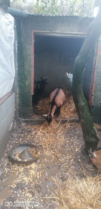 Vendo cabras anãs 1 macho e 2 fêmeas