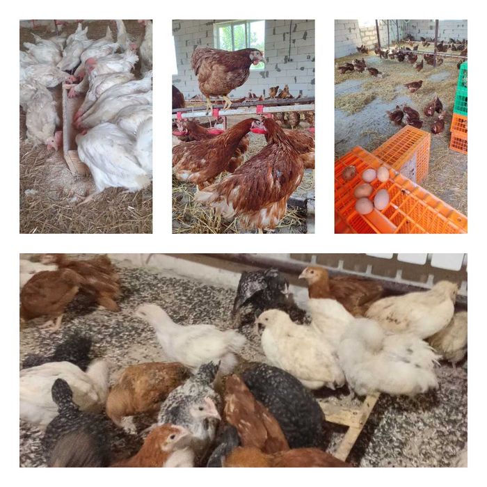 Продам кури несушки! Доставка безкоштовна. Оржиця!