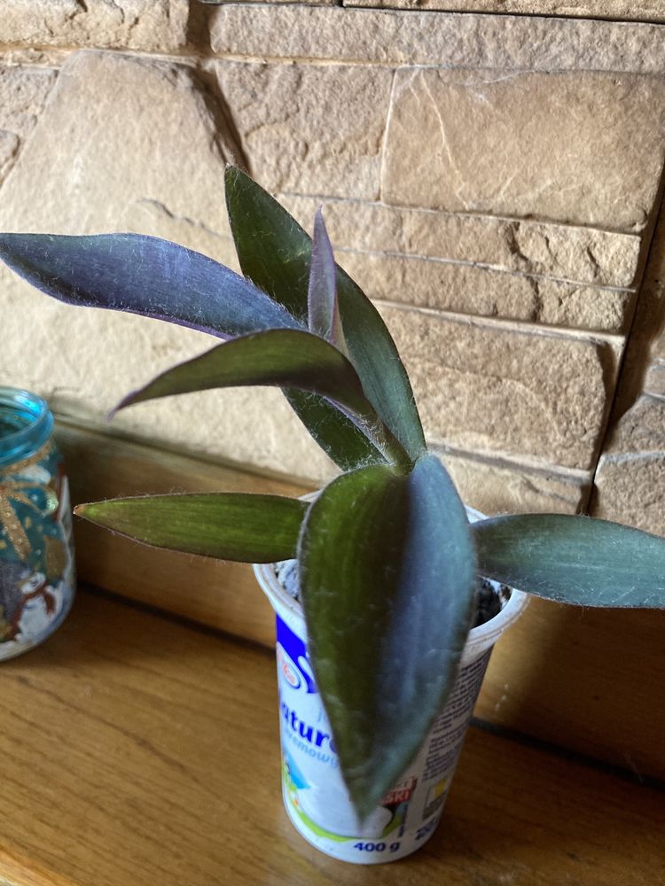juka, dracena rośliny zielone, rośliny ozdobne