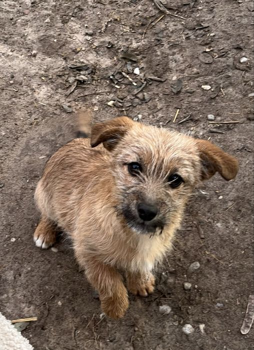 Oddam czteromiesięczną suczkę