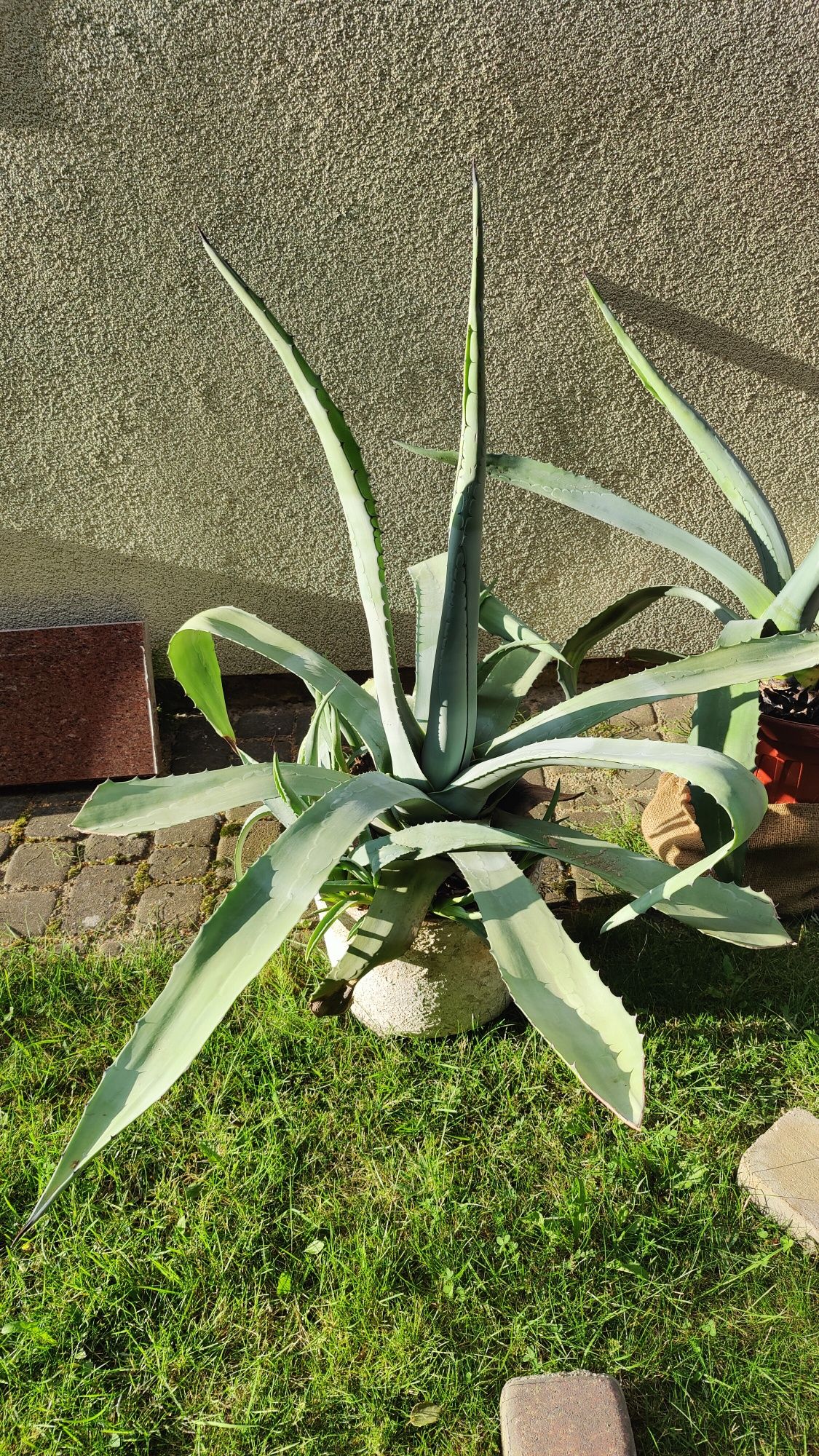Ogromna piękna agawa