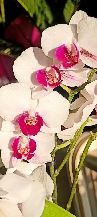 Орхідея Мультифлора