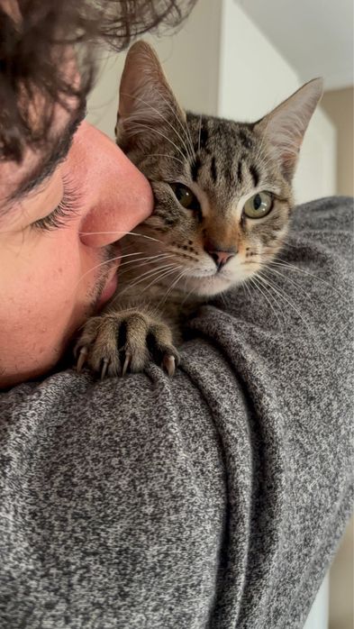 Gatinhos bebes para adoção responsavel