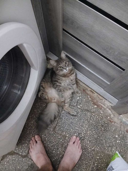 Отдам кота в добрые руки