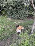 Oddam beagle piesek i suczka
