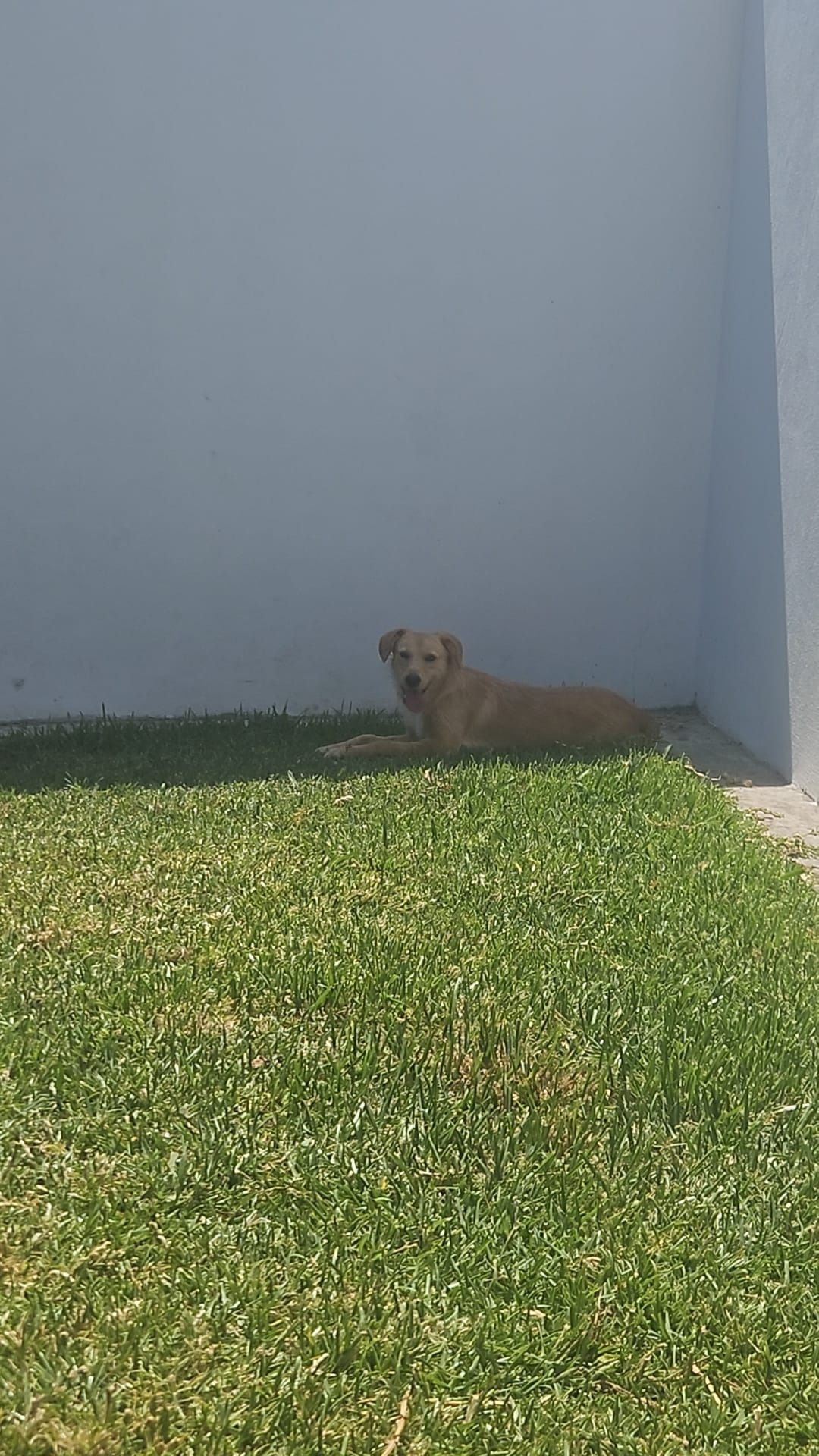 Cadela com 8 meses