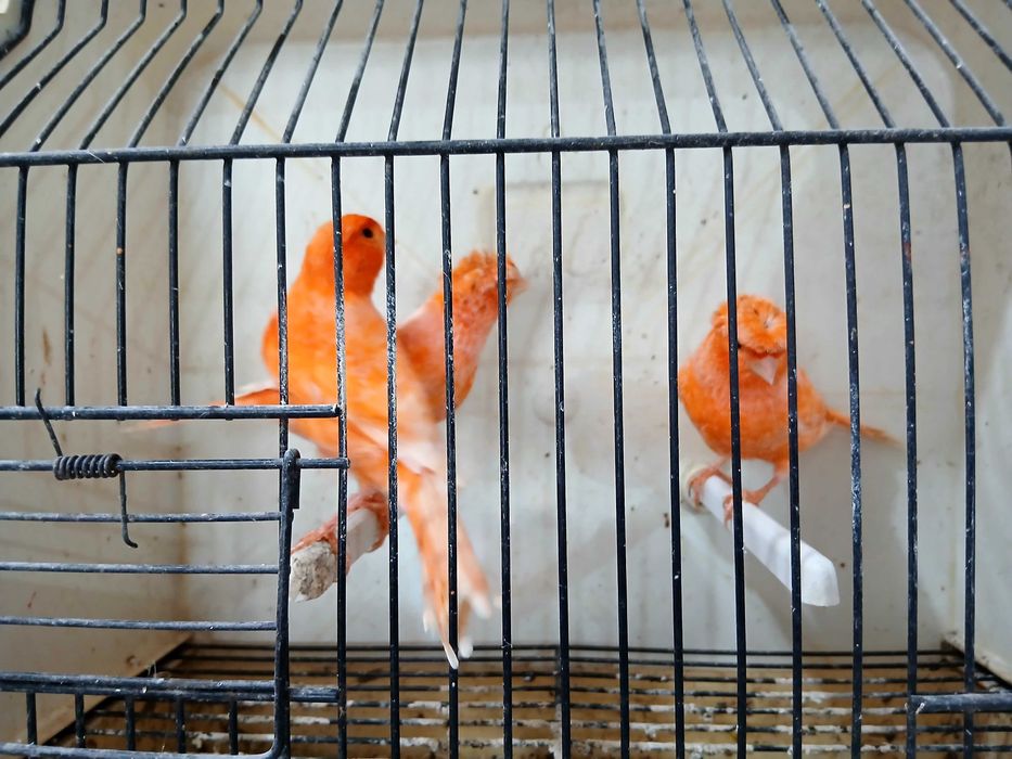 Para venda várias raças de canários