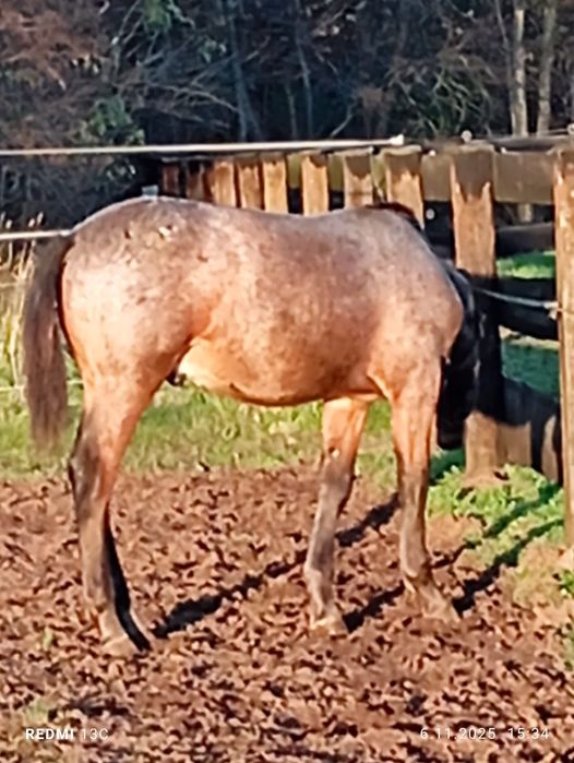 Ogierek z kwietnia tego roku
