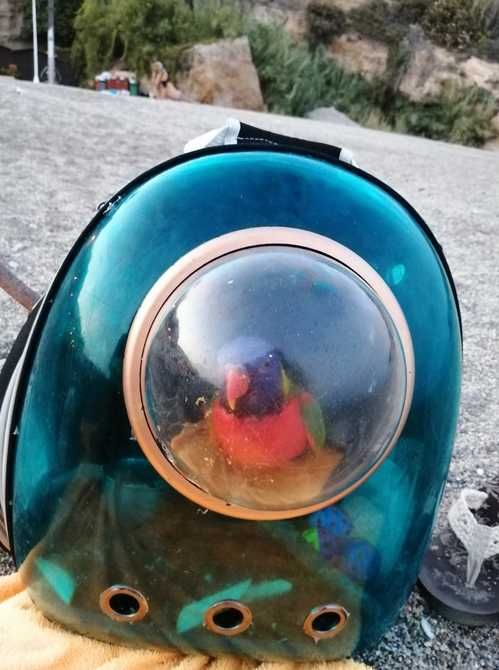 Mochila transportadora transparente gatos e pequenos animais PORTESGRÁ