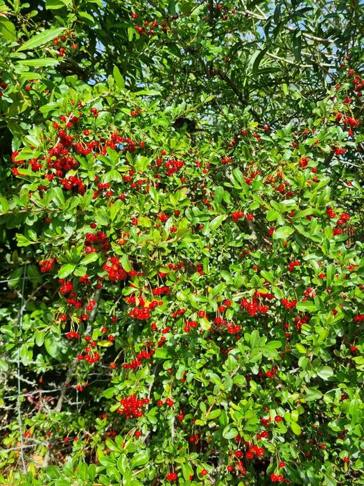 plantas de Pyracantha