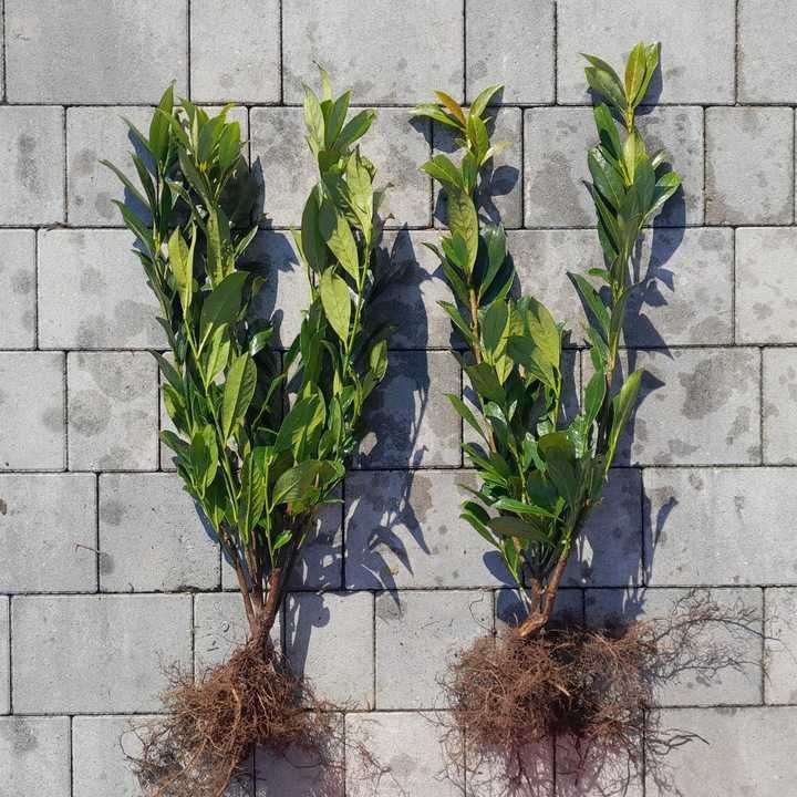 Laurowiśnia wschodnia Caucasica, Novita, Rotundifolia! Prunus! 150 cm!