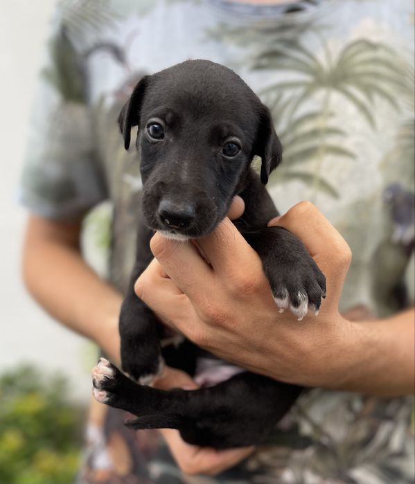 Whippet chart angielski ZKwP ekstra black color Revirado FCI