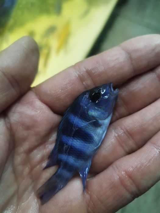 Cyphotilapia gibberosa blue zair moba tanganika