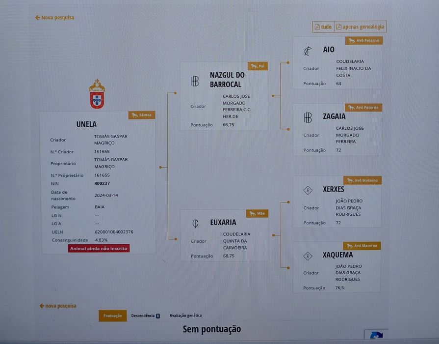 Poldra lusitana baia