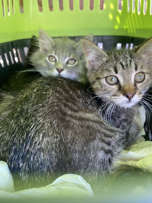 Відам в добрі руки ! Милих котів