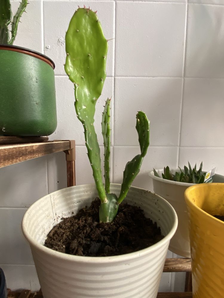 Vendo cactus muito lindo