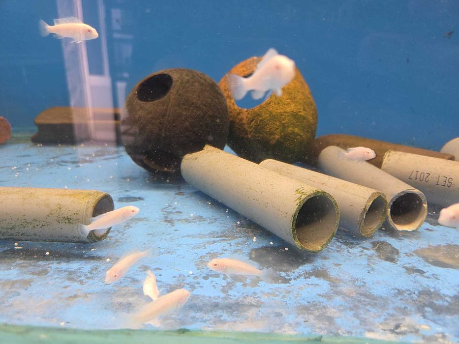 Pseudotropheus Snow white 3.5-4.5 cm