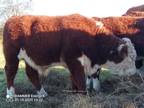 Sprzedam byka i jałówkę