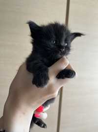 Котёнок Мейн-кун девочка черный солид