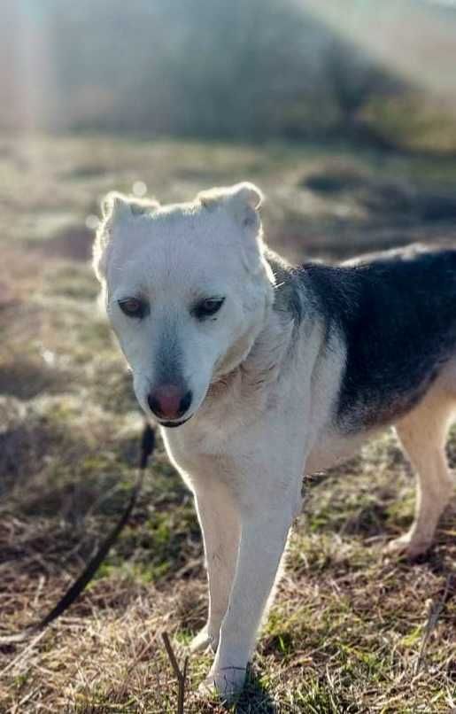VALENTINE 1,5 bardzo opiekuńcza sunia uratowana w Bułgarii do adopcji