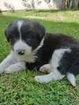 Piesek Border Collie | Szczeniaki Boder Collie | REZERWACJA