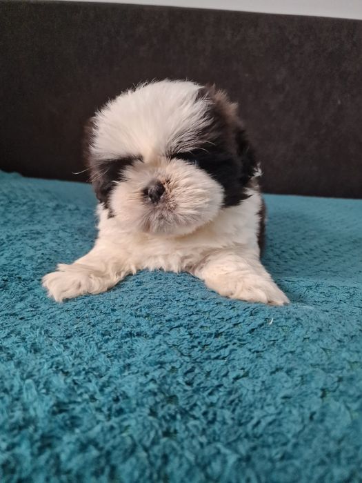 Shih-tzu bialo-czarny z brązowymi prześwitami