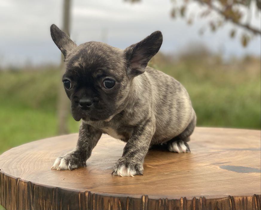 Дівчинка французького бульдога