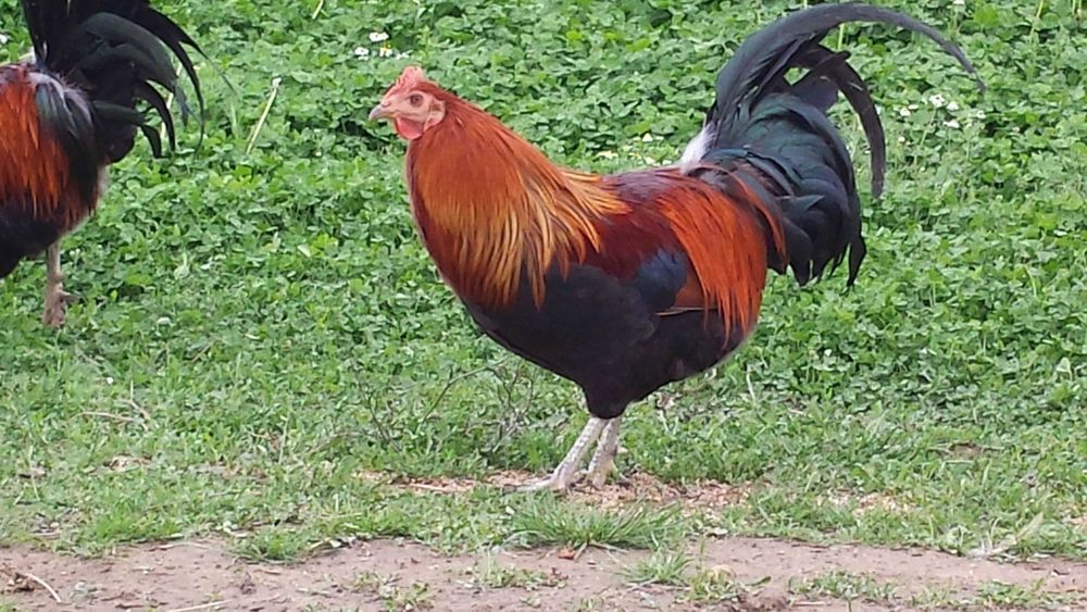 kogut odchowany dowóz gratis