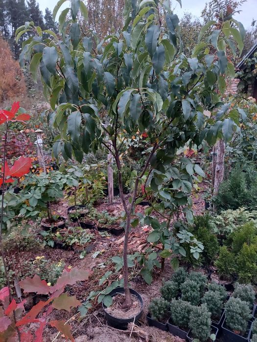 Аронія.Черемха.Сумах Тайгер Айз.Смородина.Гібіскус