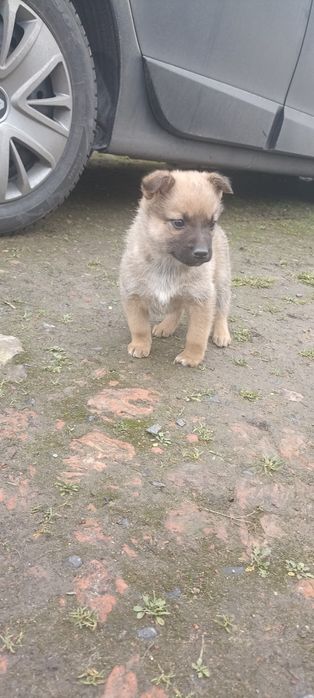 Віддамо чудових цуценят в хороші руки