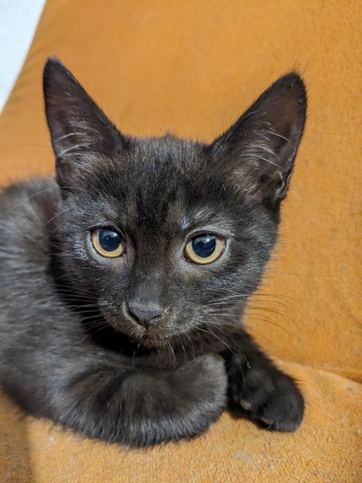 Кошеня від британки