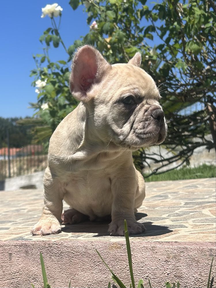 Bulldog frances Menino